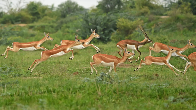 Antelope run through a field at Kanjari village on the outskirts of Ahmedabad, India